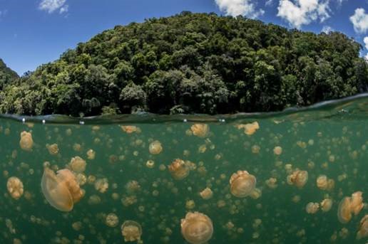 Jellyfish Photo Credit: Enric Sala